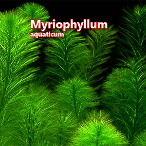 Myriophyllum aquaticum